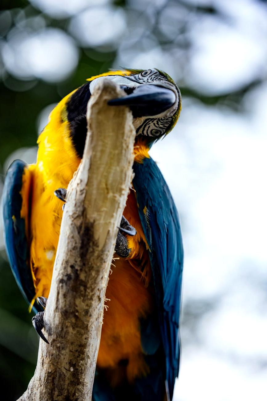 Amazon rainforest canopy