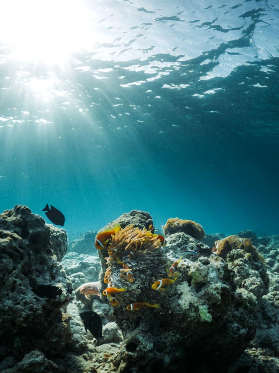 Vibrant coral reef ecosystem