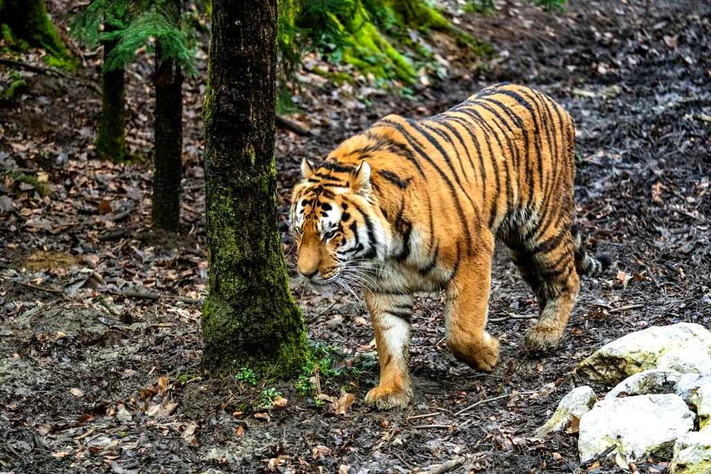 Endangered tiger in natural habitat
