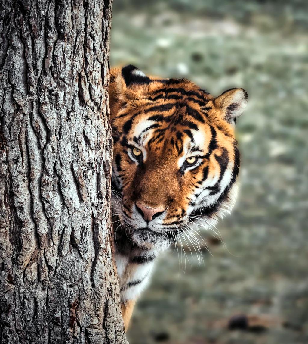 Endangered tiger in natural habitat