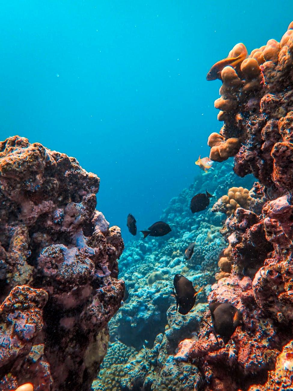 Marine sanctuary with coral reefs