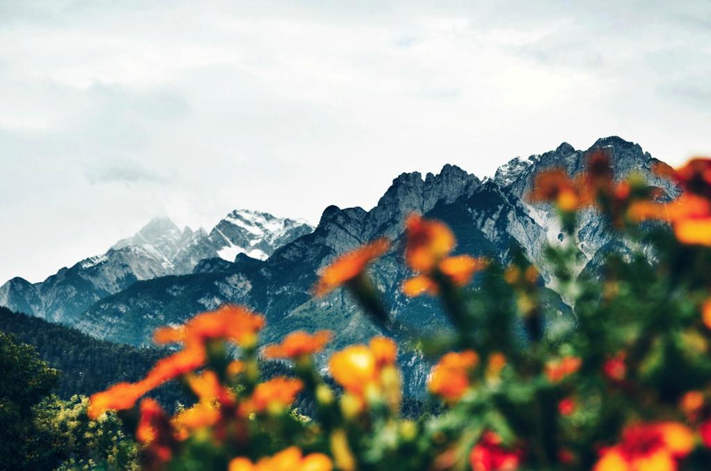 Mountain ecosystem with diverse plant life