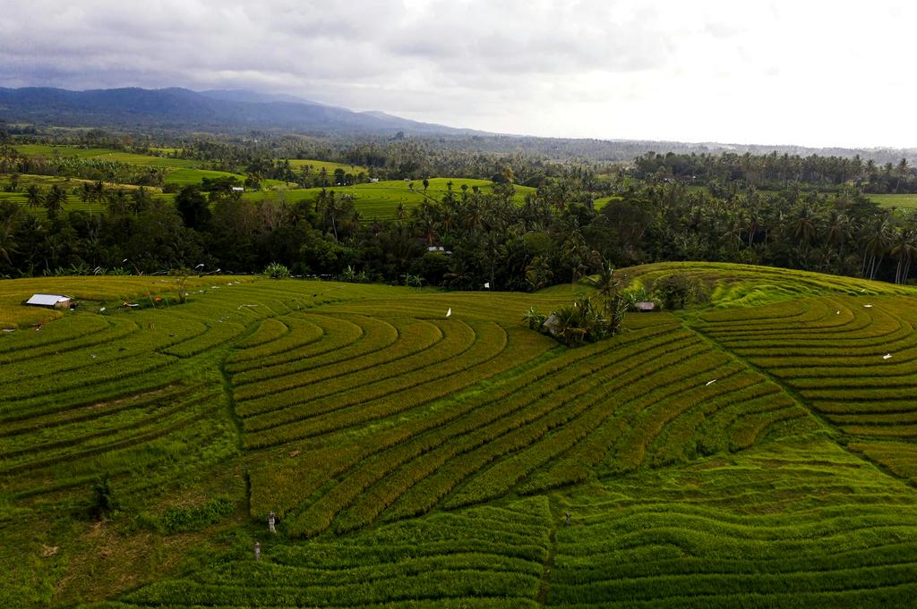 Aerial view of a pristine rainforest
