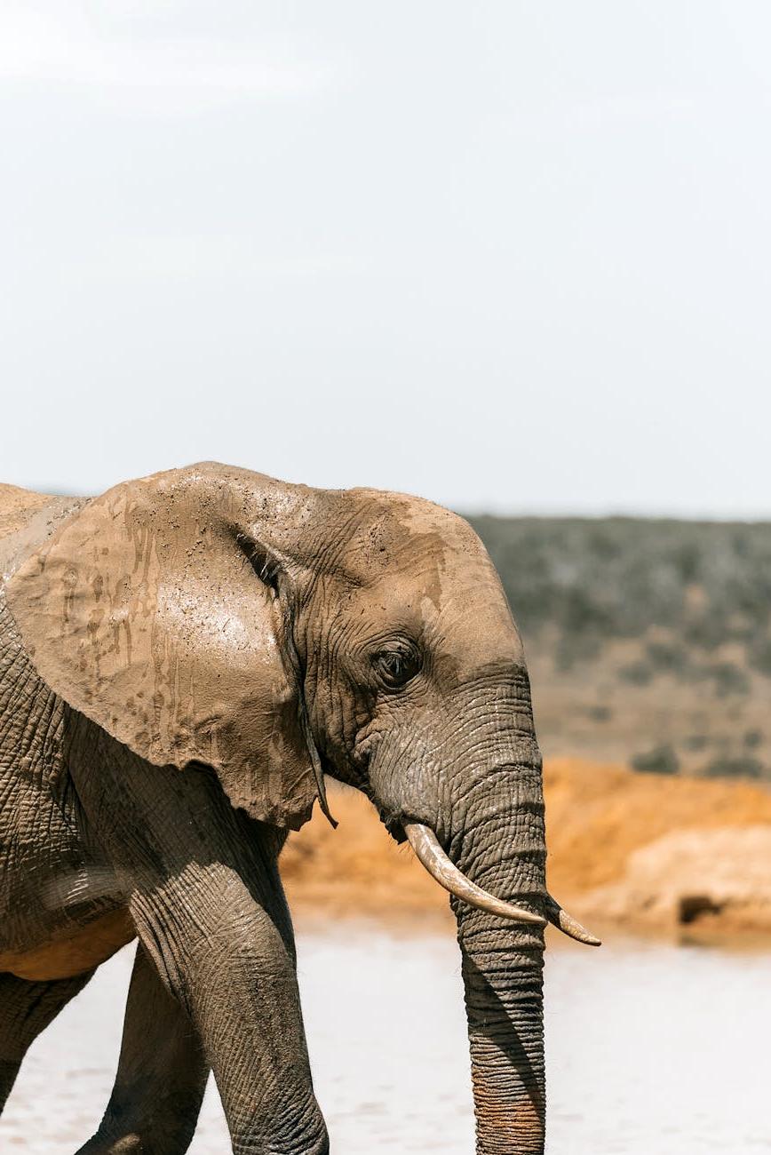 African savanna wildlife