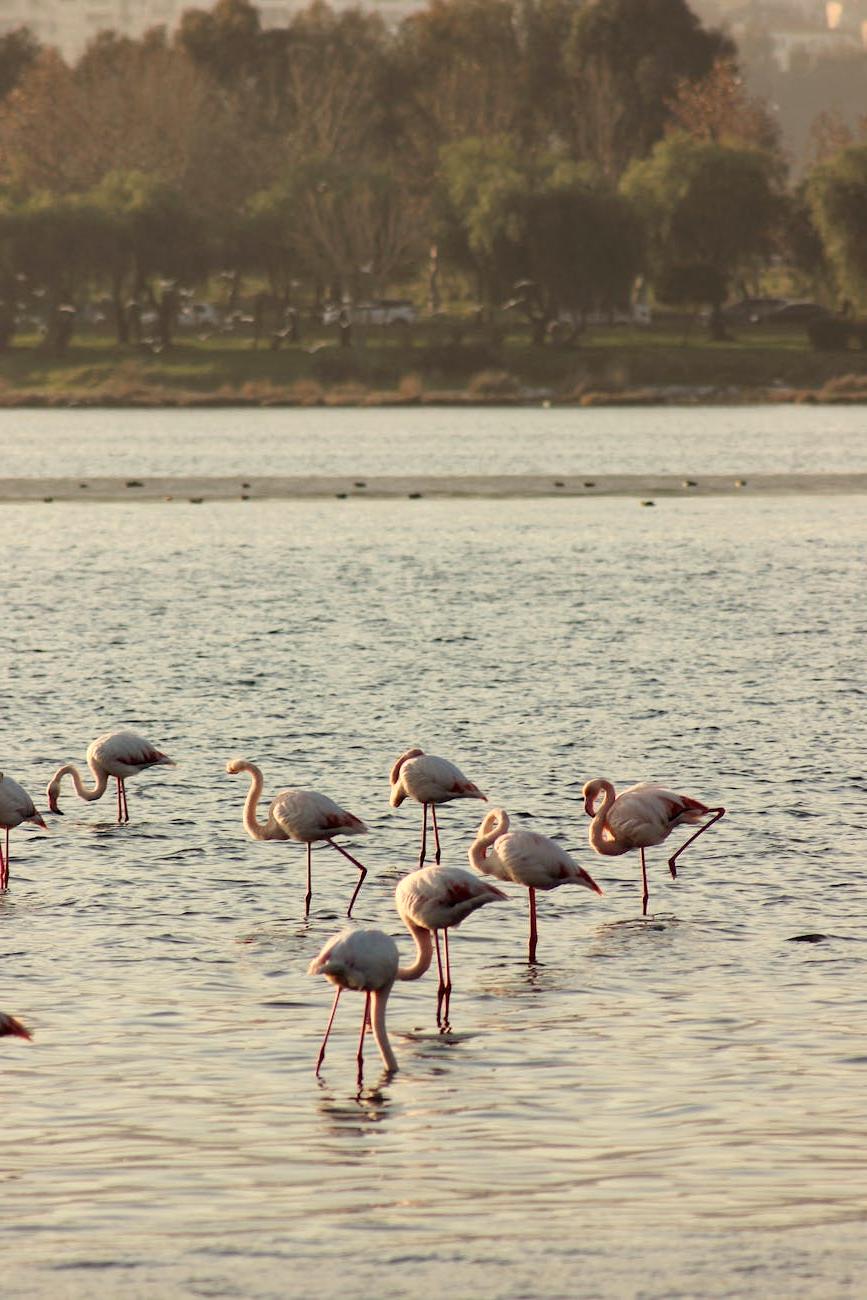 Protected wetland ecosystem